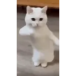 мои стикеры