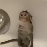 STAR WARS A NEW HOPE