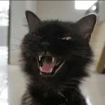 Broken Cats