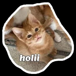 holii - getsticker.com