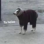 quere busca naranja?