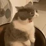 kucing ngambek 