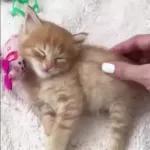 Video Cats