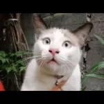 TELUS & TULUS
Sinar
BERITA >> Jenayah
Meninggal dunia kerana
dilempang oleh aku
28 Jul 2019
NA
DRA
III