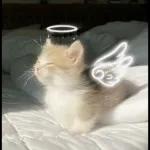 gatitos
