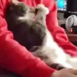 Funny Animals Gif