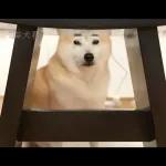 Qué se sentirá ser feo?