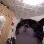 Videocats