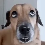 😽 Miau, eres lindo