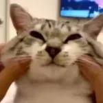 Videocats