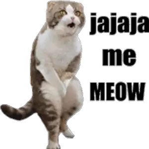 jajaja me MEOW - getsticker.com