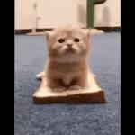 Videocats