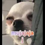 memes