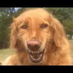 smile dog