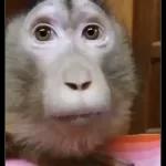 Monkeys
                            Get buck