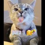 tranquila lesbiana, todo estará bien