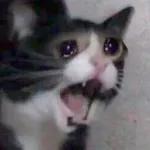 Catchain
                            Catchain