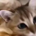 Video Cats