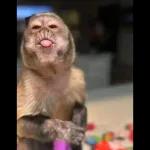monito 