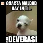 potaxuee