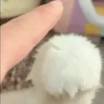 роллллллоог