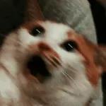 👉🏻👈🏻😦