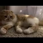 Video Cats