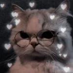 gatitos