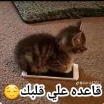 ميمز نور 🗿🍓