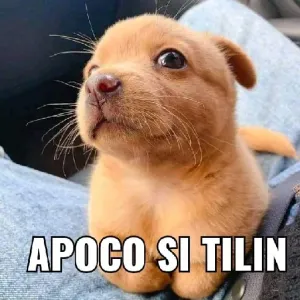 LipmFL