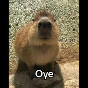 qvFgGd