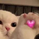 gato