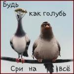 *cm ju
