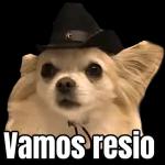 Stickers de gatos