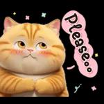 cute cat ❤️❤️