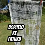 My fellow south Africans
