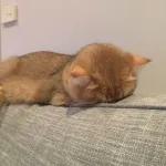 Meow
                            ƐℓεѕιƧ 🍪