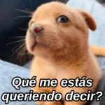 perrito