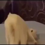 Videocats
