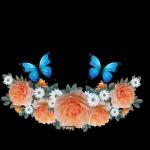 Seal kafadan 27PY INDYD p"NeN