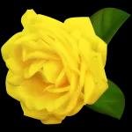 flowers, hope you like them!