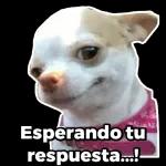 Aquí viendo como Discutén