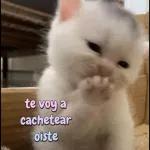 TEAMO