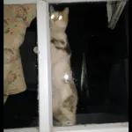 Broken Cats