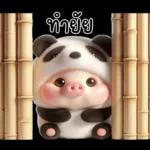 หมูแพนด้าน่ารักจังเลย