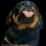 perrito