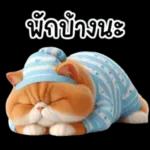 แมวขี้โมโหในชุดนอนสีอ่อน