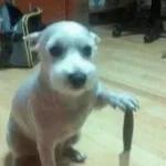 perros