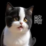超可愛的黑白貓