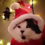 Coleção de Natal🔔